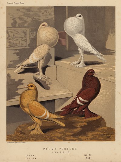 Tauben: Zwergkropftauben; Isabels, Creme, Weiß, Gelb, Rot von J. W. (after) Ludlow