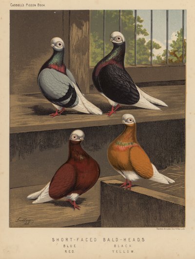 Tauben: Kurzgesichtige Glatzköpfe, Blau, Schwarz, Rot, Gelb von J. W. (after) Ludlow