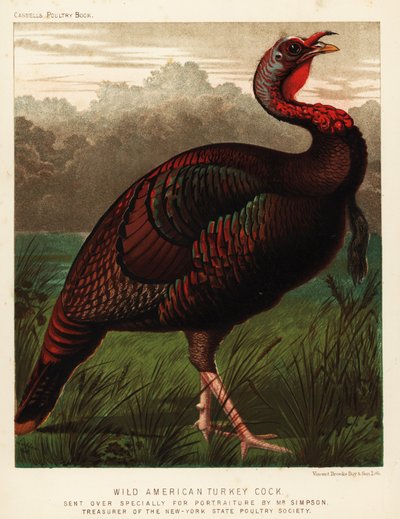 Wilder amerikanischer Truthahn, Meleagris gallopavo von J. W. (after) Ludlow