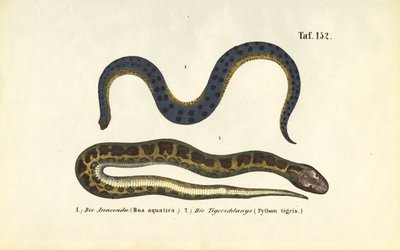Anakonda und Indischer Python von J. W. Tenhaeff