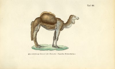 Arabisches Kamel oder Dromedar von J. W. Tenhaeff