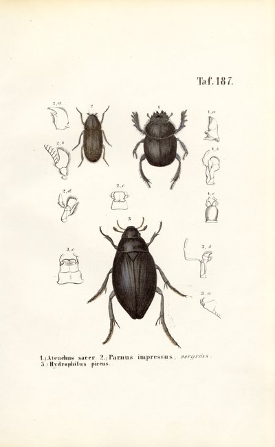 Käfer der Familien Scarabaeidae und Hydrophilidae mit anatomischen Details von J. W. Tenhaeff