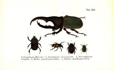 Käfer der Familien Scarabaeidae und Silphidae von J. W. Tenhaeff
