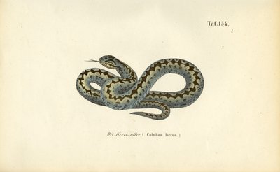 Gewöhnliche Europäische Kreuzotter von J. W. Tenhaeff