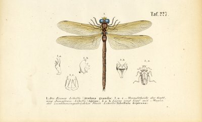 Libellen mit ihren Mundwerkzeugen und Larven von J. W. Tenhaeff