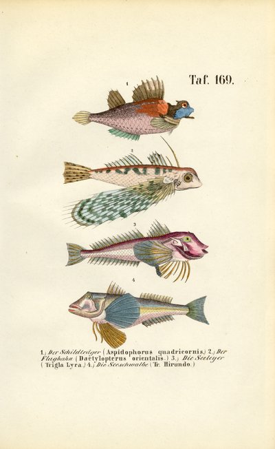 Exotische Fische mit besonderen Körperformen von J. W. Tenhaeff