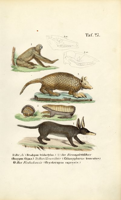 Exotische Säugetiere aus den Neotropen von J. W. Tenhaeff