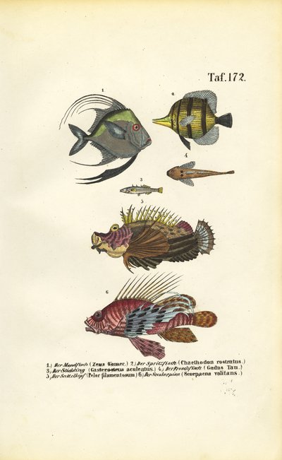 Exotische Meeresfische von J. W. Tenhaeff
