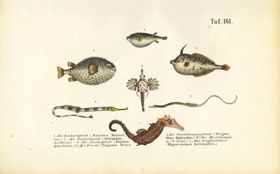 Exotische Meeresfische und das Seepferdchen von J. W. Tenhaeff