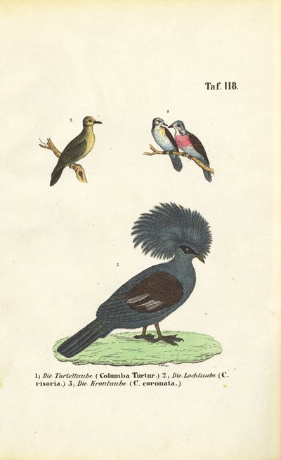 Exotische Taubenarten und Viktoria-Krontaube von J. W. Tenhaeff