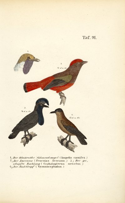 Exotische Singvögel aus Südamerika von J. W. Tenhaeff