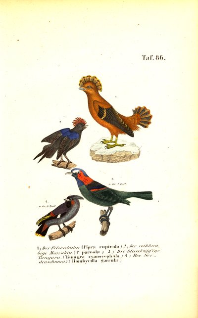 Exotische Singvögel aus Südamerika von J. W. Tenhaeff