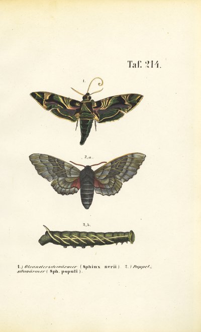 Exotische und einheimische Schwärmer von J. W. Tenhaeff
