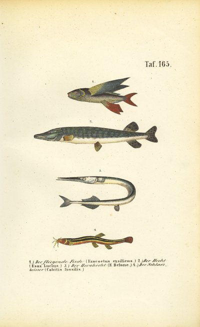 Fliegende Fische, Hecht und Schmerle von J. W. Tenhaeff