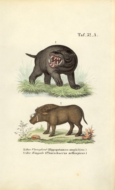 Flusspferd und Warzenschwein von J. W. Tenhaeff