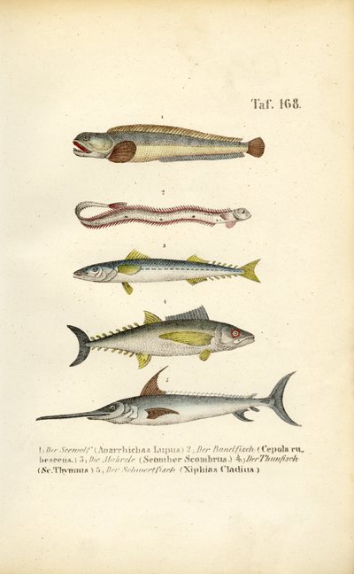 Meeresfische europäischer Gewässer von J. W. Tenhaeff