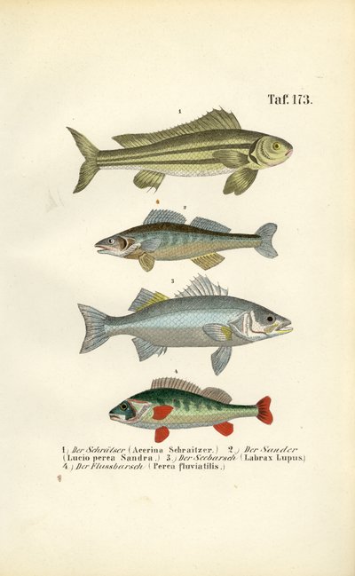 Einheimische Süßwasserfische von J. W. Tenhaeff