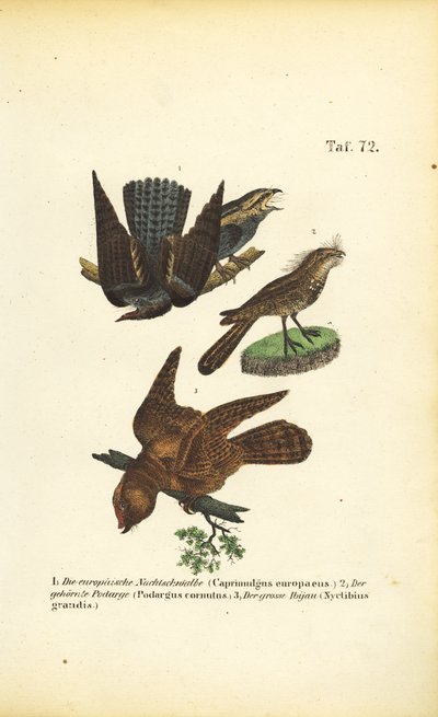 Ziegenmelker und verwandte Arten von J. W. Tenhaeff