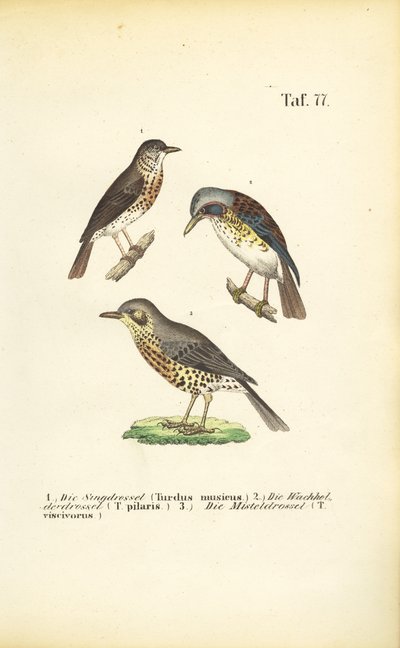 Drei Drosselarten von J. W. Tenhaeff