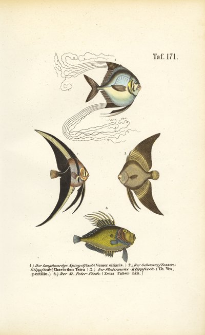 Tropische Zierfische von J. W. Tenhaeff