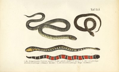 Verschiedene Schlangen und die Korallenschlange von J. W. Tenhaeff