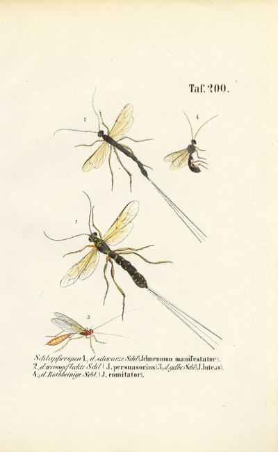 Verschiedene Schlupfwespenarten von J. W. Tenhaeff