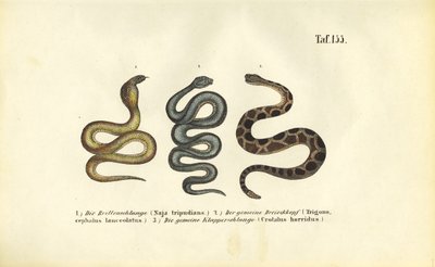 Giftige Schlangen: Indische Kobra, Fer-de-lance und Waldklapperschlange von J. W. Tenhaeff