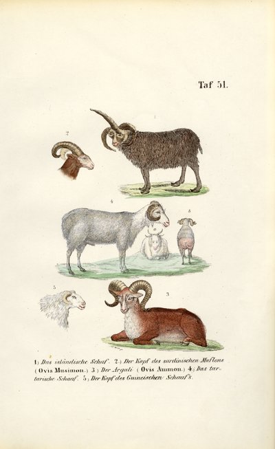 Wildschafe und ihre Varianten von J. W. Tenhaeff