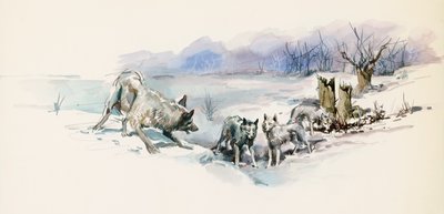 Wolfsrudel, aus dem Abenteuerroman 