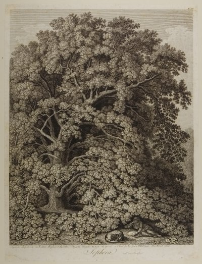 Sophora von Jacob Philippe Hackert