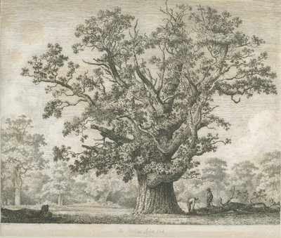 Needwood - Swilcar Eiche von Jacob George Strutt