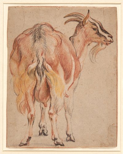 Ziege, ca. 1657 von Jacob Jordaens