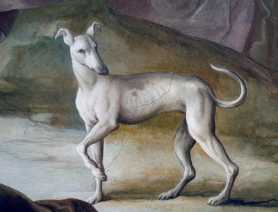 Hund, Detail aus einem Fresko von Jacopo Guarana (1720-1808), Zentralhalle der Villa Contarini, Valnogaredo, Venetien, Italien von Jacopo Guarana