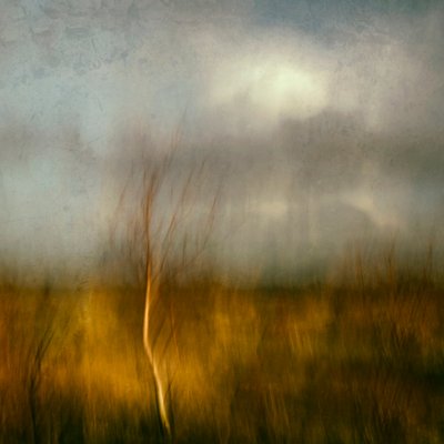 Goldenes Feld mit Baum von Jacqueline van Bijnen
