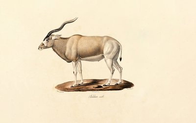 Addax-Antilope von Jacques Christophe Werner