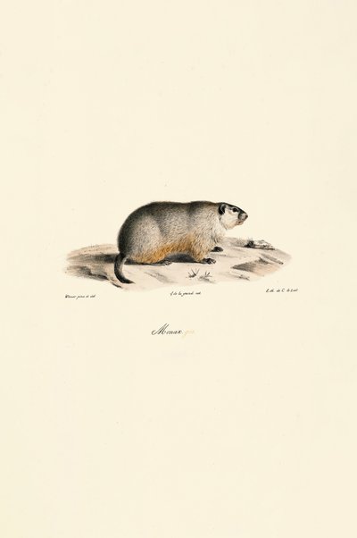 Alpenmurmeltier (Monax-Variante) von Jacques Christophe Werner