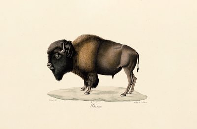 Amerikanischer Bison von Jacques Christophe Werner