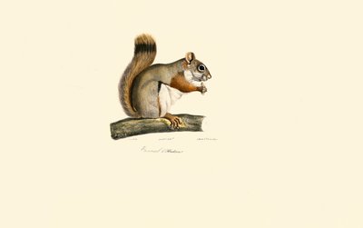 Amerikanisches Rothörnchen von Jacques Christophe Werner
