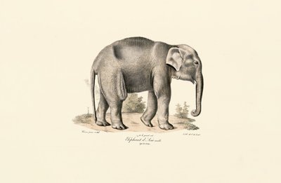 Asiatischer Elefant von Jacques Christophe Werner
