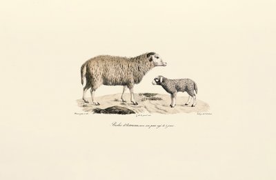 Aurukanisches Schaf mit Lamm von Jacques Christophe Werner