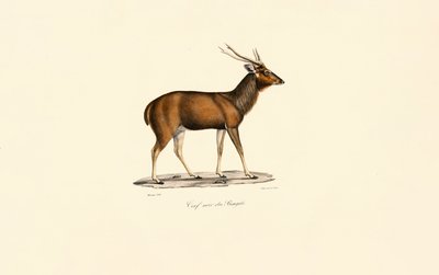 Bengalischer Axishirsch (Cerf noir du Bengale) von Jacques Christophe Werner