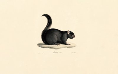 Schwarzes Eichhörnchen von Jacques Christophe Werner