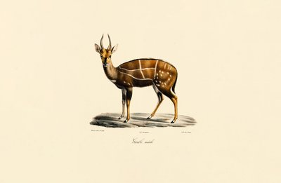 Buschbock (Männlich) von Jacques Christophe Werner