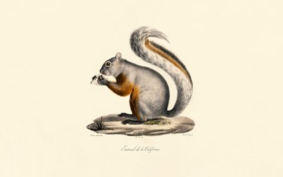 Kalifornisches Erdhörnchen von Jacques Christophe Werner