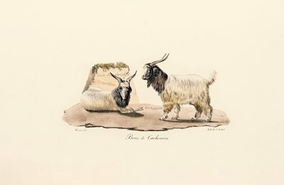 Kaschmirziege von Jacques Christophe Werner