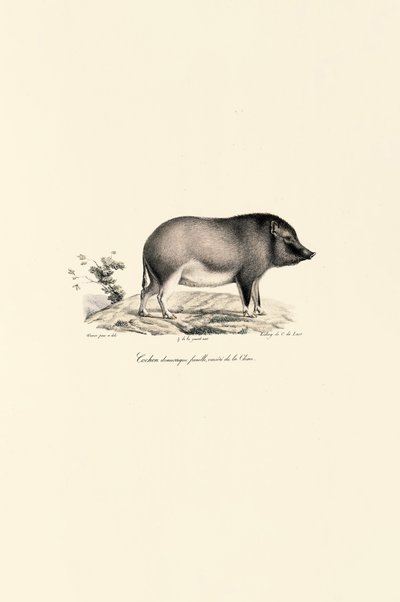 Chinesisches Hausschwein von Jacques Christophe Werner