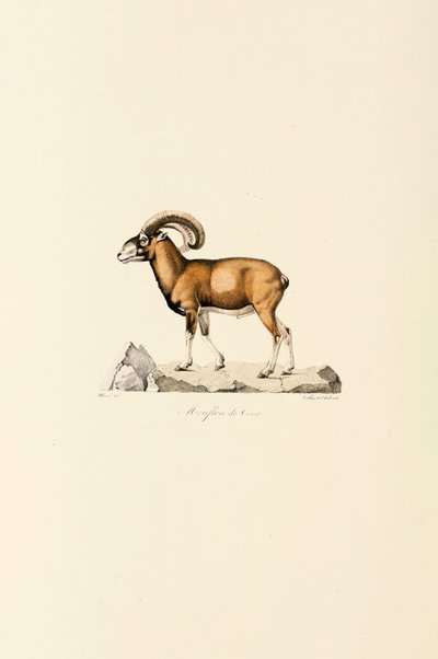 Korsischer Mufflon von Jacques Christophe Werner