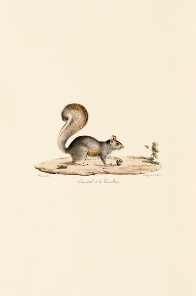 Östliches Grauhörnchen von Jacques Christophe Werner