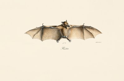 Ägyptische Flughund von Jacques Christophe Werner