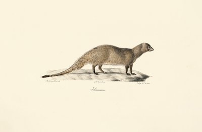 Ägyptische Manguste von Jacques Christophe Werner